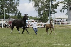 lubuskie-swieto-konia-2019-RG-H31-0476